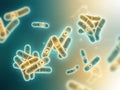 Bacillus Coagulans